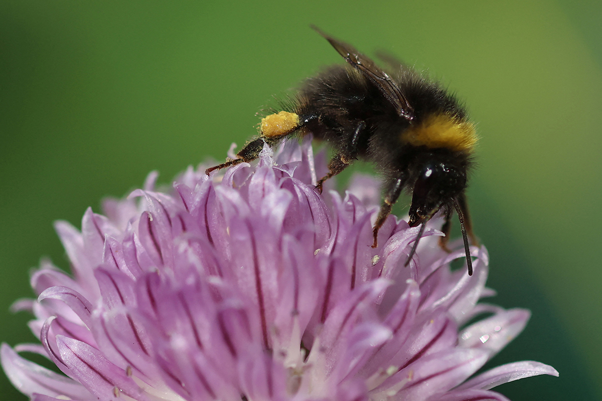Ens 060723 bee